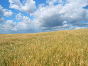 Ambiente e agricoltura